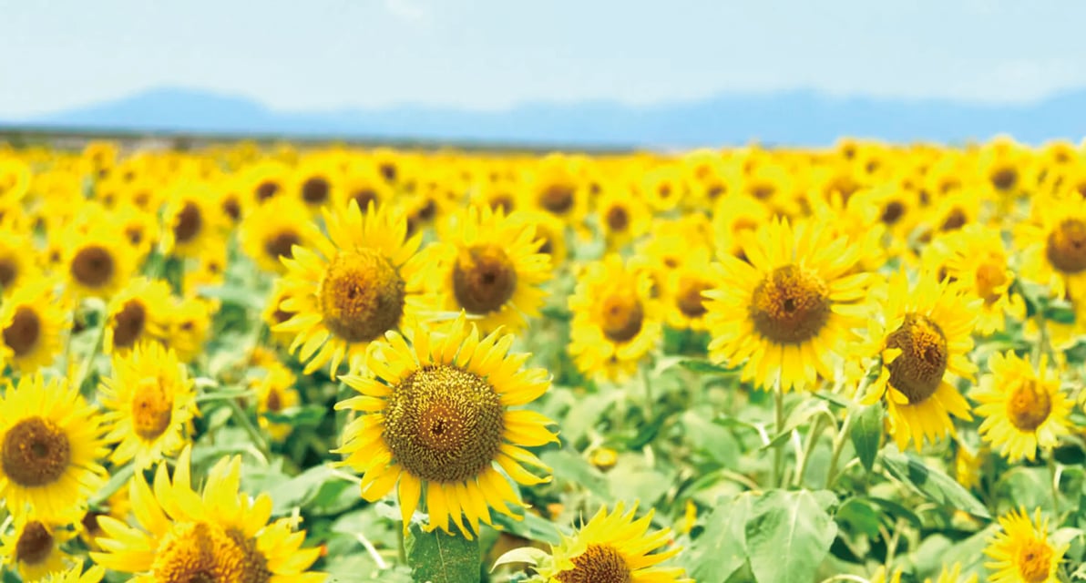 花の海を埋め尽くすひまわり