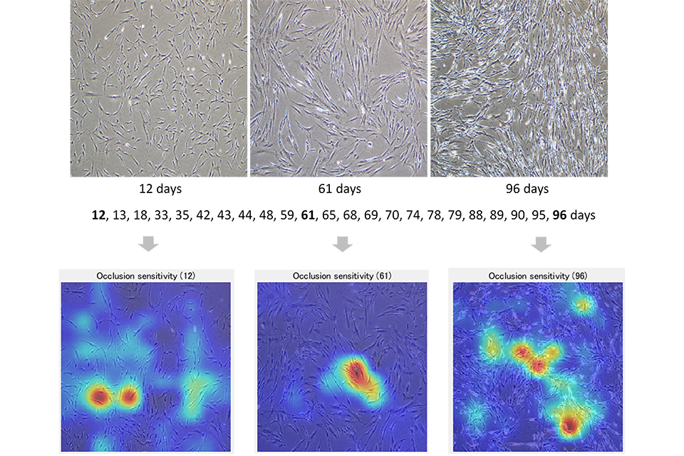 AIが推定した細胞培養日数の根拠となった部分の可視化